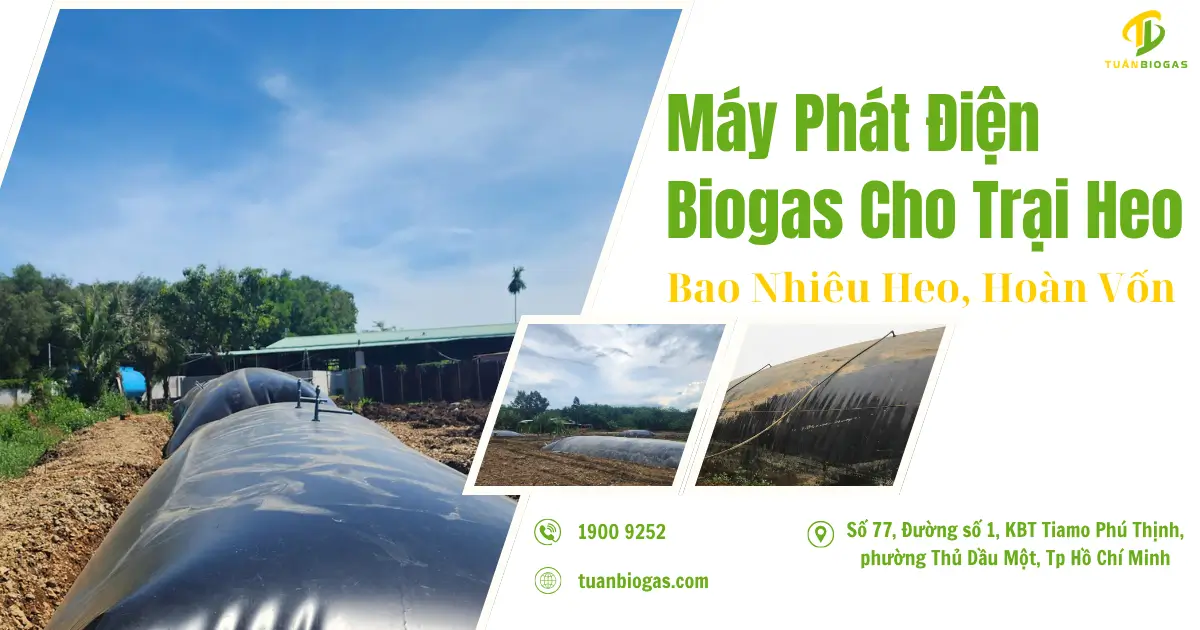 Máy Phát Điện Chạy Biogas Cho Trại Heo: Cần Bao Nhiêu Khối Túi, Chi Phí Và Hoàn Vốn
